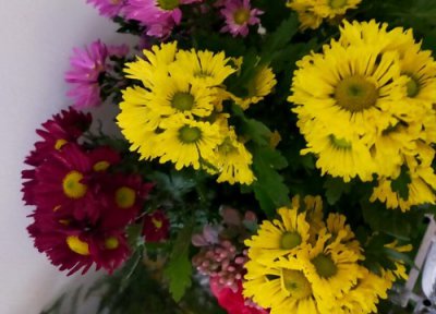 小菊花的花语是什么 开花的花语寓意 图片