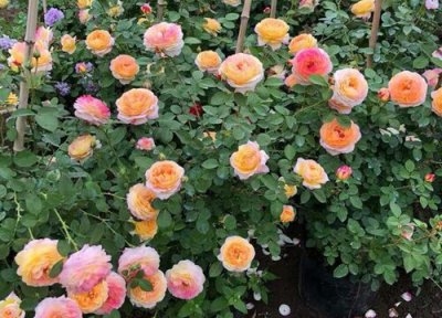 月季是什么花序类型 属于伞房花序