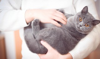 小猫怎么看公母 怎么看小猫公母