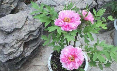 芍药可以在家里种植吗 盆栽芍药花养殖方法和注意事项