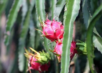 盆栽火龙果如何施肥来年结果吃不完 火龙果开花结果时如何施肥会怎么样呢