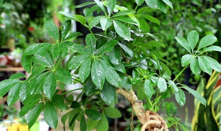 客厅里适合摆放植物 客厅里适合摆放哪些植物