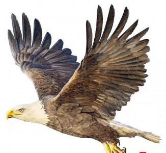 鹰的重生给我们的启示感悟 鹰之重生说明了什么道理