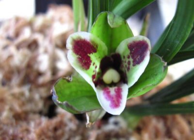 黑老虎播种时间 黑老虎什么时候播种合适