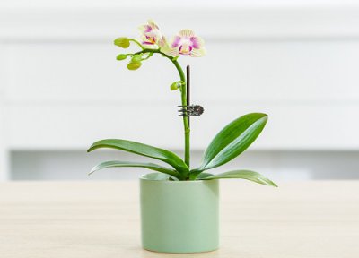 冻伤的蝴蝶兰如何处理 冻伤的蝴蝶兰能恢复吗