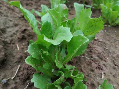结球生菜栽培技术及管理方法 结球生菜生长周期多少天