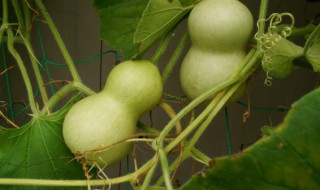 室内适合种葫芦吗 室内可不可以种葫芦