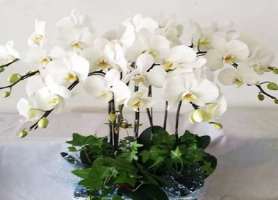 蝴蝶兰 怎么浇水 蝴蝶兰如何做好浇水工作