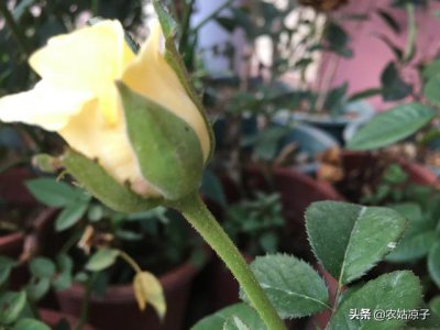 月季叶子发黄一碰就掉怎么办 叶子发黄枯萎脱落怎么补