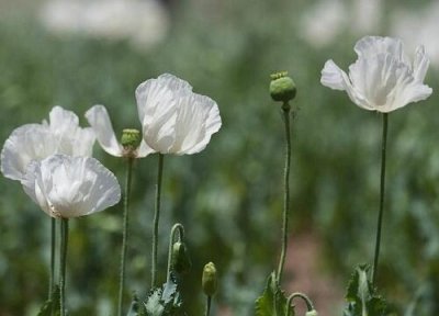 代表死亡的花语是什么花 什么花朵有死亡的象征寓意