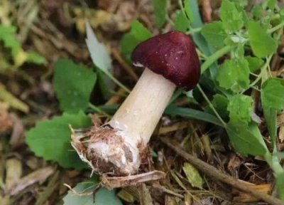 种植赤松茸一亩多少成本 种一亩赤松茸投资成本与利润