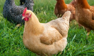 属鸡办公室摆什么植物 属鸡办公室适合摆哪些植物