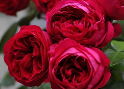 红蕾丝月季优点 红蕾丝月季的优缺点