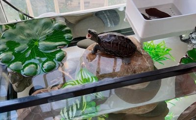 乌龟的种类和图片 18种常见的乌龟名称及特色介绍