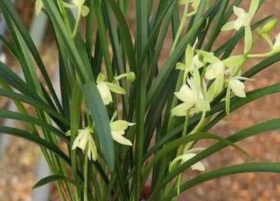 6月份可以给兰花施肥吗 兰花浇水施肥经验