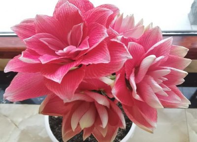 为什么朱顶红长叶不开花 买回来的朱顶红怎么栽种会开花