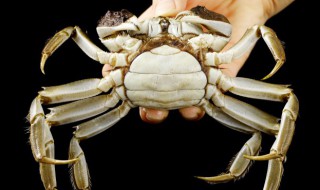 螃蟹存放冰箱里能存几天不死 新鲜螃蟹存放冰箱里能存多长时间