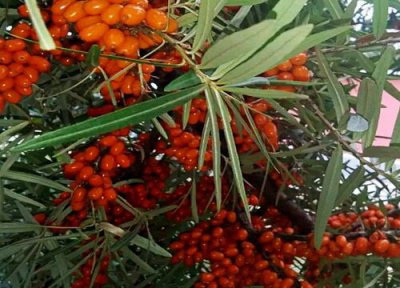 沙棘果树栽种最佳时间 沙棘果树什么时候栽种合适