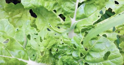 菜叶上有很多小虫子怎么去除 家里种蔬菜长满虫子如何消灭