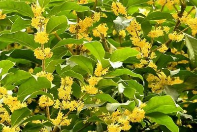 十大珍稀名贵桂花介绍 桂花开花结果需要哪些条件