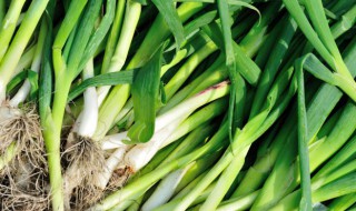 新鲜蒜叶怎么保存一直新鲜 新鲜大蒜叶怎么保存