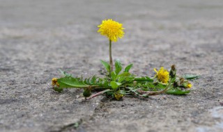 蒲公英该如何晒干保存 新鲜蒲公英怎样晒干保存