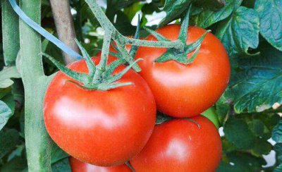 番茄种子消毒的方法有哪些 播种前种子杀菌处理的方法