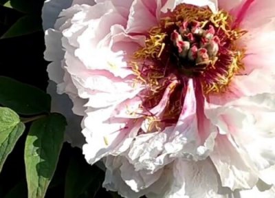 牡丹花开放季节 牡丹花开在什么季节