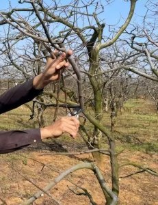 柿子树的修剪方法讲解 柿子树的合理修剪留枝及管理要点