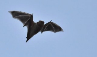 蝙蝠属于什么 蝙蝠属于什么动物