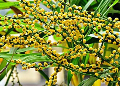 袖珍椰子开花预兆 袖珍椰子开花什么预兆