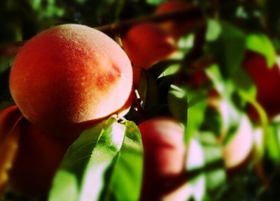 脆桃什么时候上市 成熟时间是几月