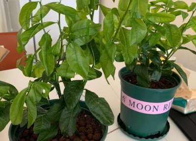 盆栽柠檬入冬管理 盆栽柠檬入夏后如何养护果实产量高