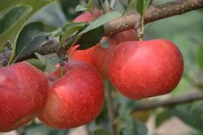 硝酸钾和硫酸钾哪个膨大好 膨果期用硝酸钾还是硫酸钾