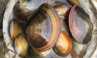 河蚌吃哪个部位 河蚌哪些部位不能吃