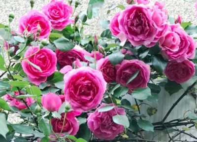 月季花简介 欧月和月季花的区别