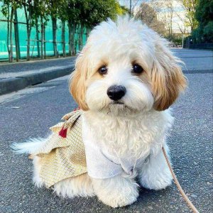 骑士比熊犬多少钱一只 宠物狗比熊犬的优点与缺点