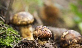 姬松茸没吃完怎么保存不发霉 怎么保存姬松茸