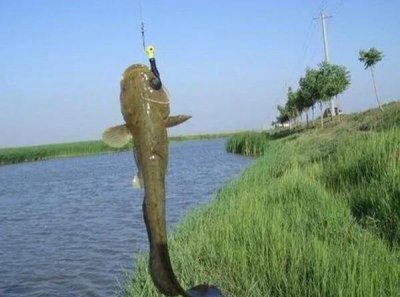 鲶鱼是什么鱼怎么钓 鲶鱼的生活环境及六个技巧钓法详解