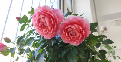 芳香王阳台月季优缺点 芳香王香味浓单花花期长又耐阴