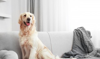 狗狗吃了洋葱怎么办 狗狗吃了洋葱处理方法