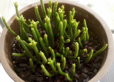 膨珊瑚开花吗 开花的样子 图片