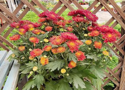 大滨菊冬天会死吗 冬季耐寒吗