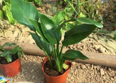 鹤望兰养护知识 夏季养护鹤望兰有什么技巧