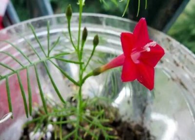 茑萝松耐寒 茑萝松怎么过冬天