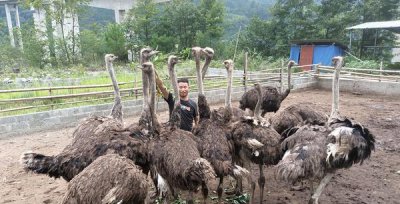 鸵鸟吃什么食物为主 鸵鸟生存对气候环境有什么要求