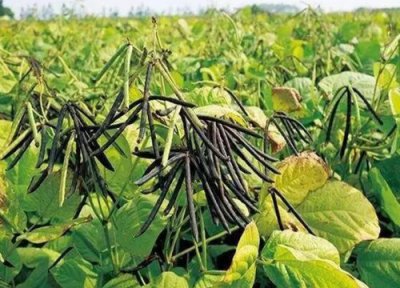 生土适合种什么农作物 生地适合种什么农作物