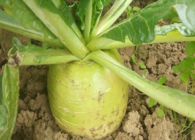 狗狗能吃萝卜吗 宠物狗狗可以吃萝卜吗