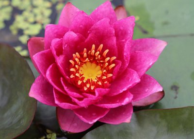 睡莲什么季节开花 一般是什么时间开花