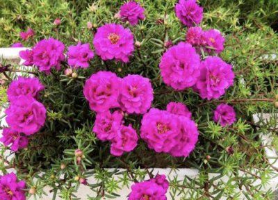 长条花盆适合种什么植物 长方形花盆种什么植物好看